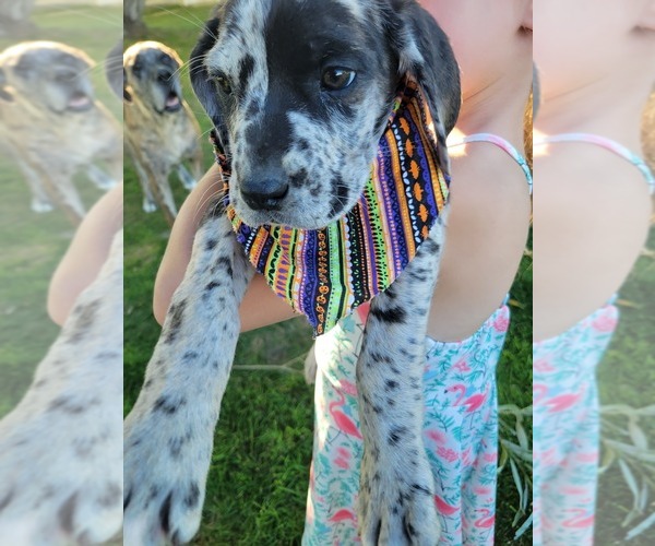 Medium Photo #1 Daniff-Neapolitan Mastiff Mix Puppy For Sale in MONTEVIEW, ID, USA