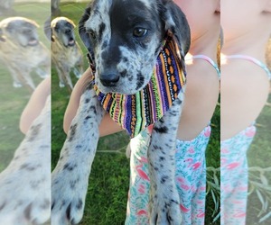 Medium Daniff-Neapolitan Mastiff Mix
