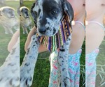 Puppy 9 Daniff-Neapolitan Mastiff Mix