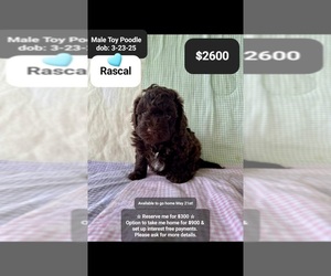 Poodle (Toy) Puppy for sale in TUCSON, AZ, USA