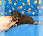 Small Schnauzer (Miniature)