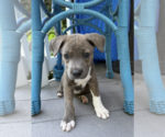 Small #4 Mutt