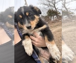 Small Photo #11 Australian Shepherd-Texas Heeler Mix Puppy For Sale in IBERIA, MO, USA