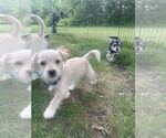 Small #1 Maltese Mix