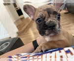 Small Photo #6 French Bulldog Puppy For Sale in NARANJA, FL, USA