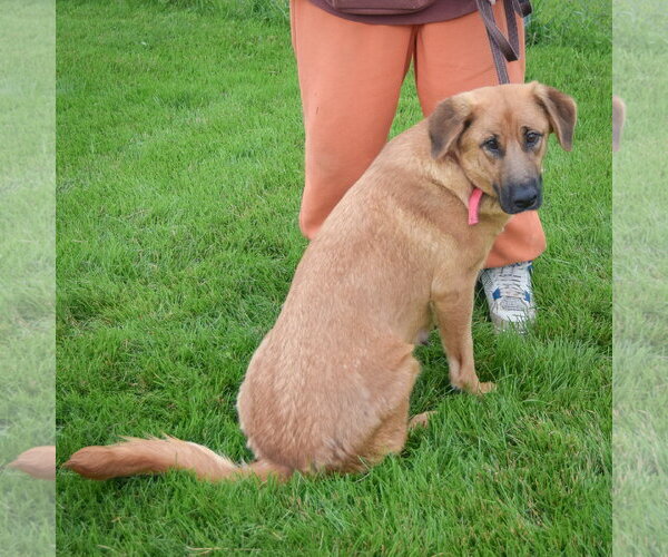 Medium Photo #3 Golden Shepherd Puppy For Sale in Huntley, IL, USA