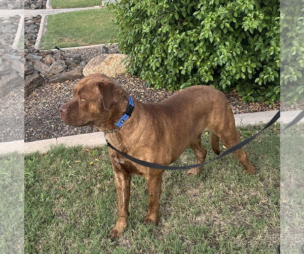 Medium Photo #3 Mastador Puppy For Sale in Chandler, AZ, USA