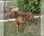 Small #2 Mastador