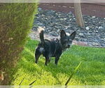 Small #1 Mutt