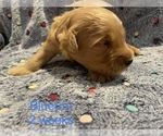 Small Photo #17 Goldendoodle Puppy For Sale in ELBERT, CO, USA
