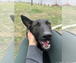 Small German Shepherd Dog Mix