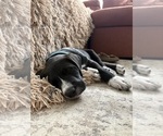 Small Photo #13 Great Dane-Sheepadoodle Mix Puppy For Sale in EGG HARBOR CITY, NJ, USA
