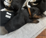 Puppy Brown Collar Rottweiler