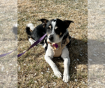 Small German Shepherd Dog-Great Pyrenees Mix