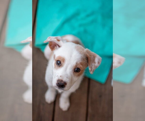 Medium Photo #1 Mutt Puppy For Sale in Germantown, OH, USA