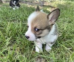 Small #5 Pembroke Welsh Corgi
