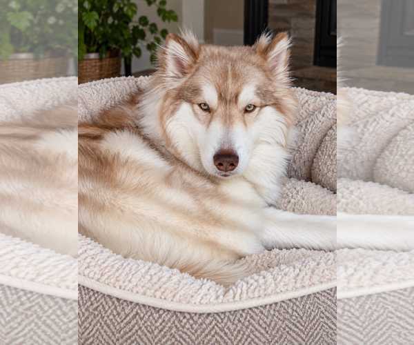 Medium Photo #1 Siberian Husky Puppy For Sale in Euless, TX, USA