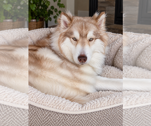 Siberian Husky Dogs for adoption in Euless, TX, USA