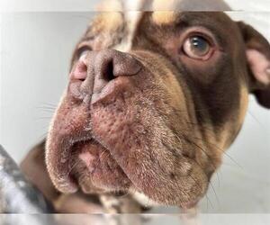 Bulldog Dogs for adoption in Houston, TX, USA