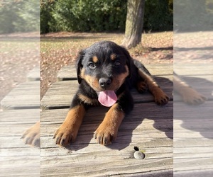 Rottweiler Puppy for Sale in MILWAUKEE, Wisconsin USA