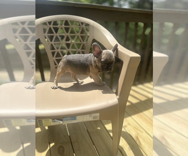 Medium Photo #3 French Bulldog Puppy For Sale in UNION CITY, GA, USA