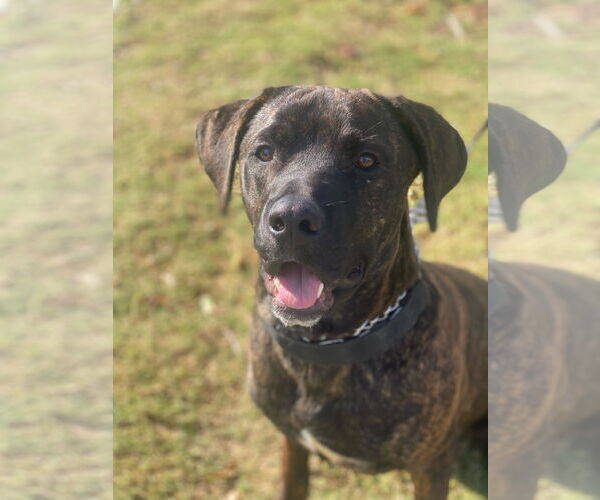 Medium Photo #2 Mastador Puppy For Sale in Newport Beach, CA, USA