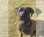 Small #1 Mastador