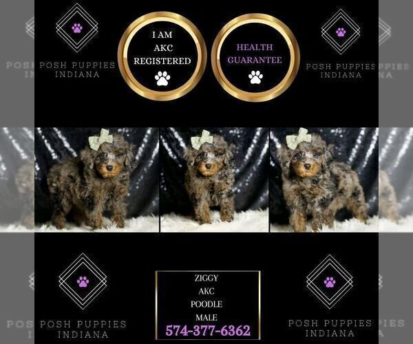 Medium Photo #51 Poodle (Miniature) Puppy For Sale in WARSAW, IN, USA
