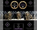 Small Photo #51 Poodle (Miniature) Puppy For Sale in WARSAW, IN, USA