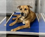 Small Photo #9 Greyhound-Unknown Mix Puppy For Sale in Flower Mound, TX, USA