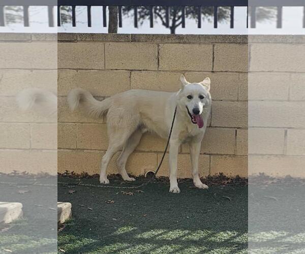 Medium Photo #12 German Shepherd Dog-Unknown Mix Puppy For Sale in Rockwall, TX, USA