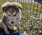 Small Photo #3 Alusky Puppy For Sale in THAYNE, WY, USA