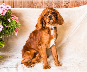 Cavalier King Charles Spaniel Puppy for sale in WAKARUSA, IN, USA