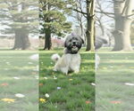 Small #3 Shih Tzu