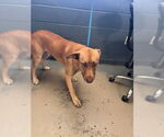 Small Labrador Retriever
