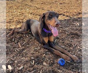 Doberman Pinscher Dogs for adoption in Denver, CO, USA