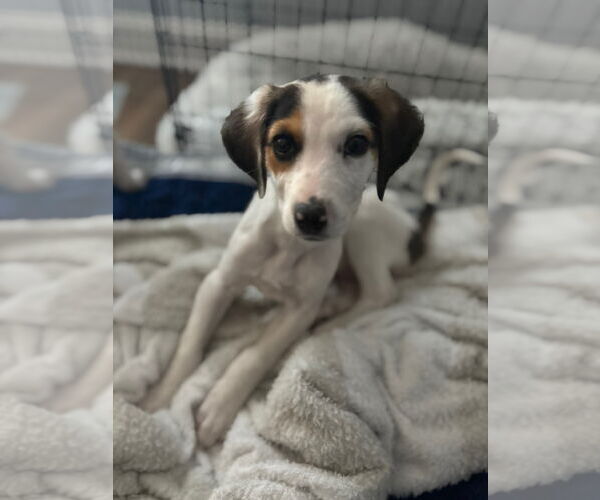 Medium Photo #2 Beagle-Unknown Mix Puppy For Sale in Holly Springs, NC, USA