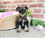 Small #8 Schnauzer (Miniature)