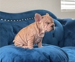 Small #10 French Bulldog