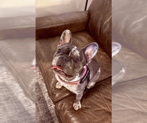 Mother of the French Bulldog puppies born on 01/21/2026