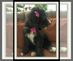Small Photo #29 Sheepadoodle Puppy For Sale in RIALTO, CA, USA