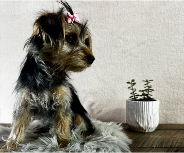 Medium Photo #4 Yorkshire Terrier Puppy For Sale in NAPPANEE, IN, USA
