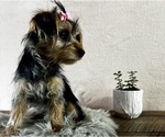 Small #3 Yorkshire Terrier