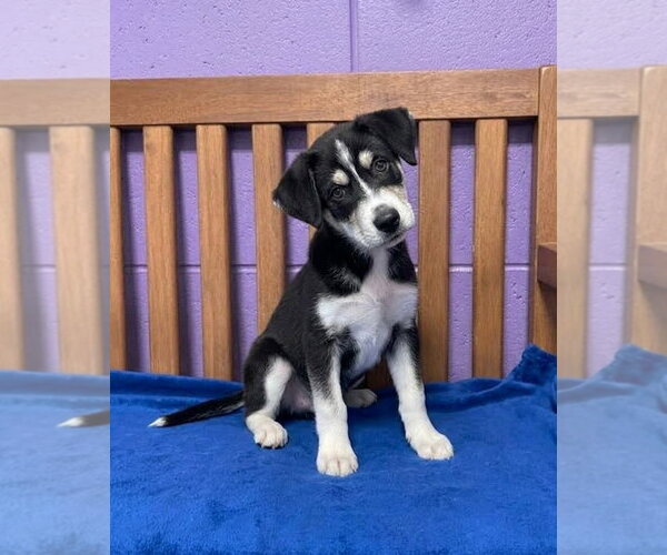 Medium Photo #1 Siberian Husky-Unknown Mix Puppy For Sale in Genesee, WI, USA