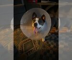 Small #9 Boston Terrier-Pembroke Welsh Corgi Mix