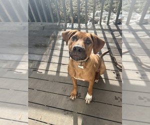 Rhodesian Ridgeback Puppy for sale in MOSCOW, ID, USA