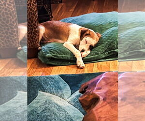 Nicky - Male Mutt Dog for Adoption - Photo #4