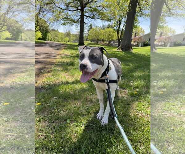 Medium Photo #11 Mutt Puppy For Sale in Doylestown, PA, USA