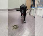 Small Borador
