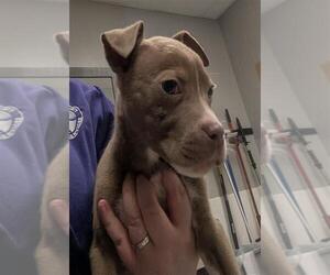 Mutt Dogs for adoption in Conroe, TX, USA